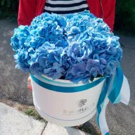 3 гортензії мікс в асортименті