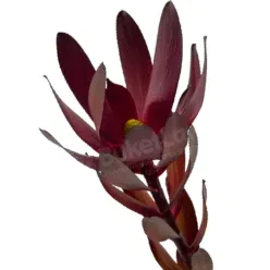 Леукадендрон