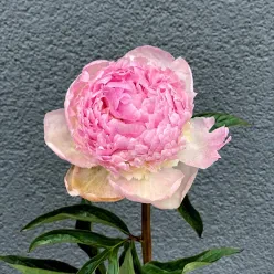 Півонія в асортименті