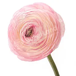 Ранункулюс в асортименті