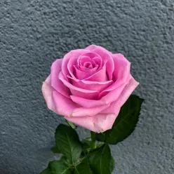 Рожева троянда Аква 60 см