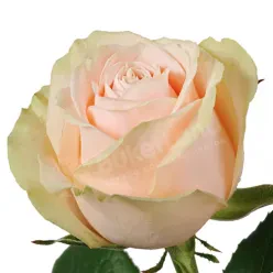 Кремова троянда Талея 60 см