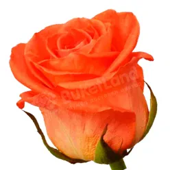 Коралова троянда Вау 60 см